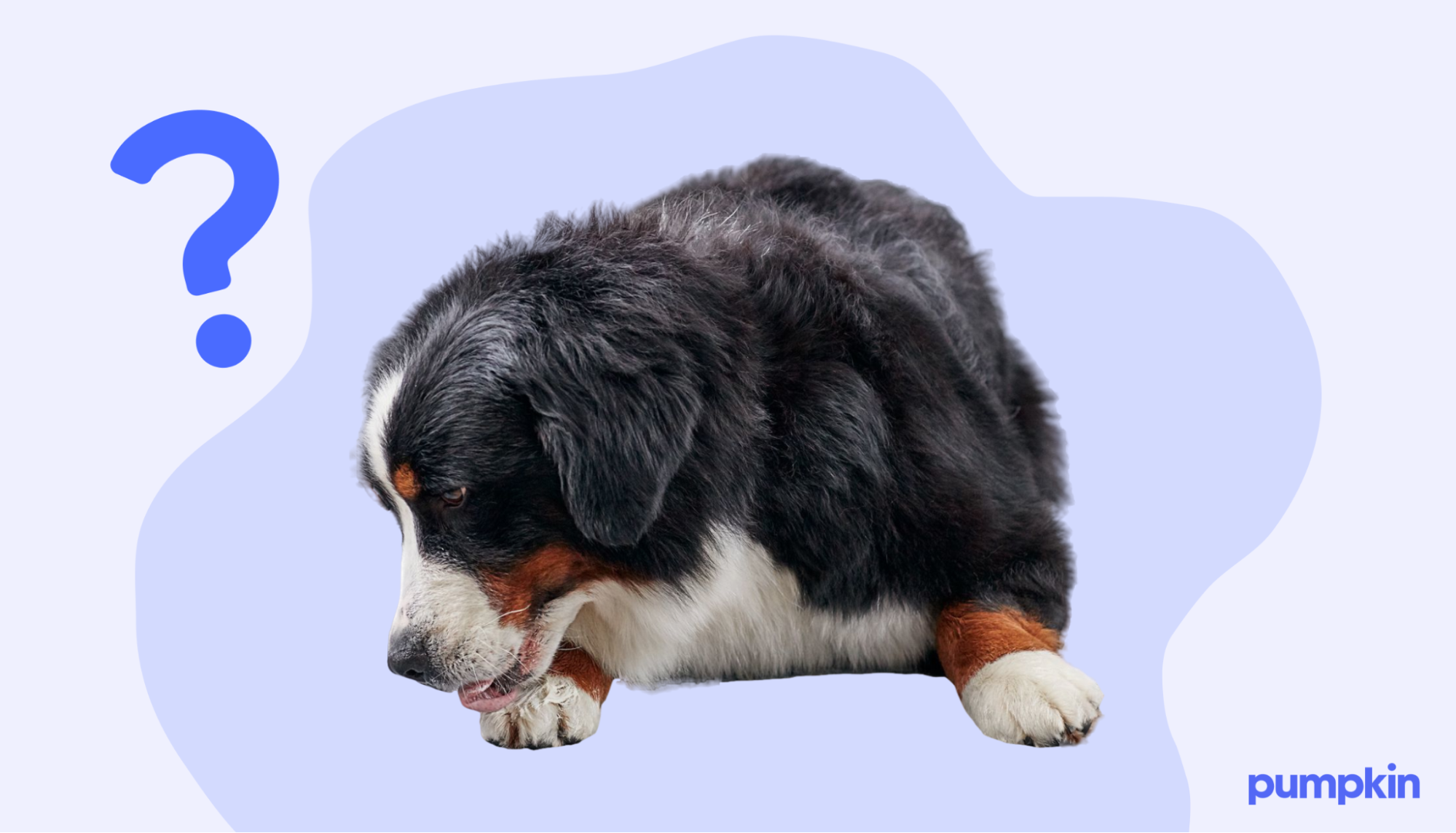 A dog licking its paws