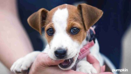 Puppy biting person’s thumb