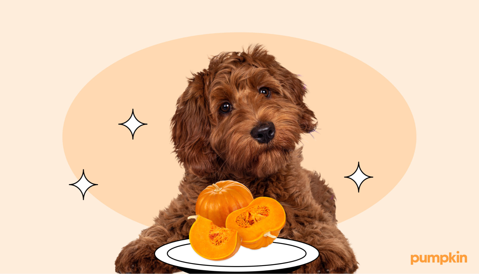 Dog surrounded by pumpkins