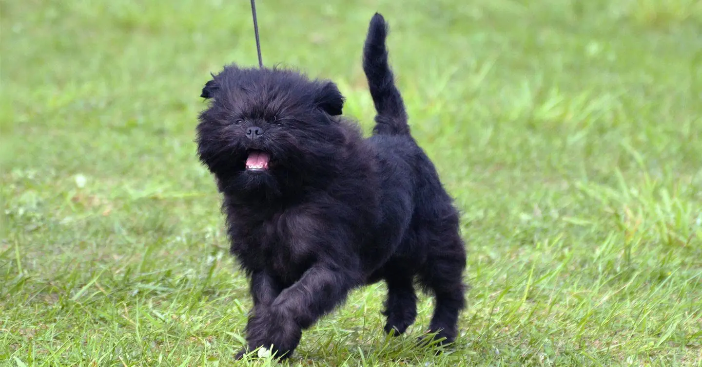 Affenpinscher running on a leash