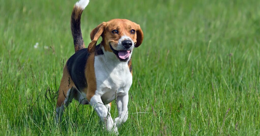 are harriers good family dogs