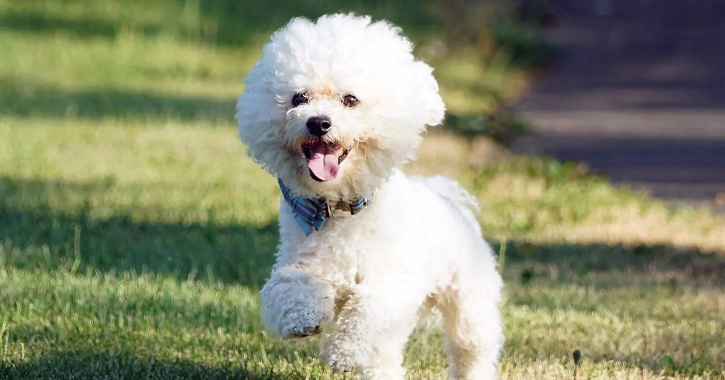 cute bichon frise running on grass with tongue out