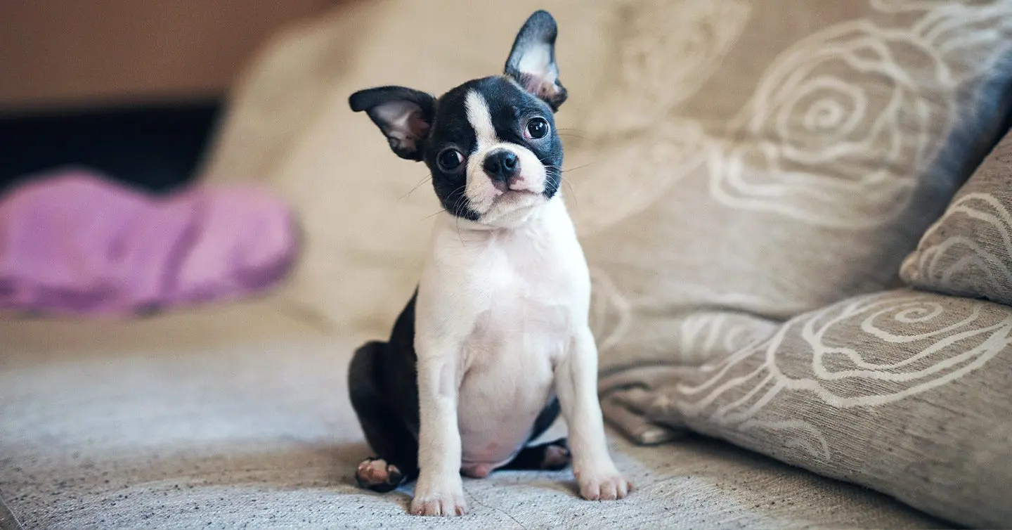 adorable Boston Terrier puppy on couch with big eyes