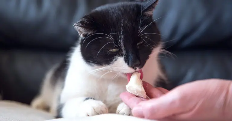 cat eating a small piece of cheese