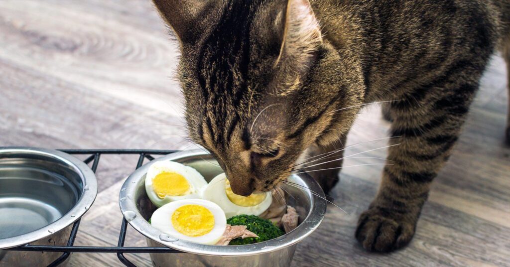 can-cats-eat-eggs-nutritional-superfood-guide-pumpkin