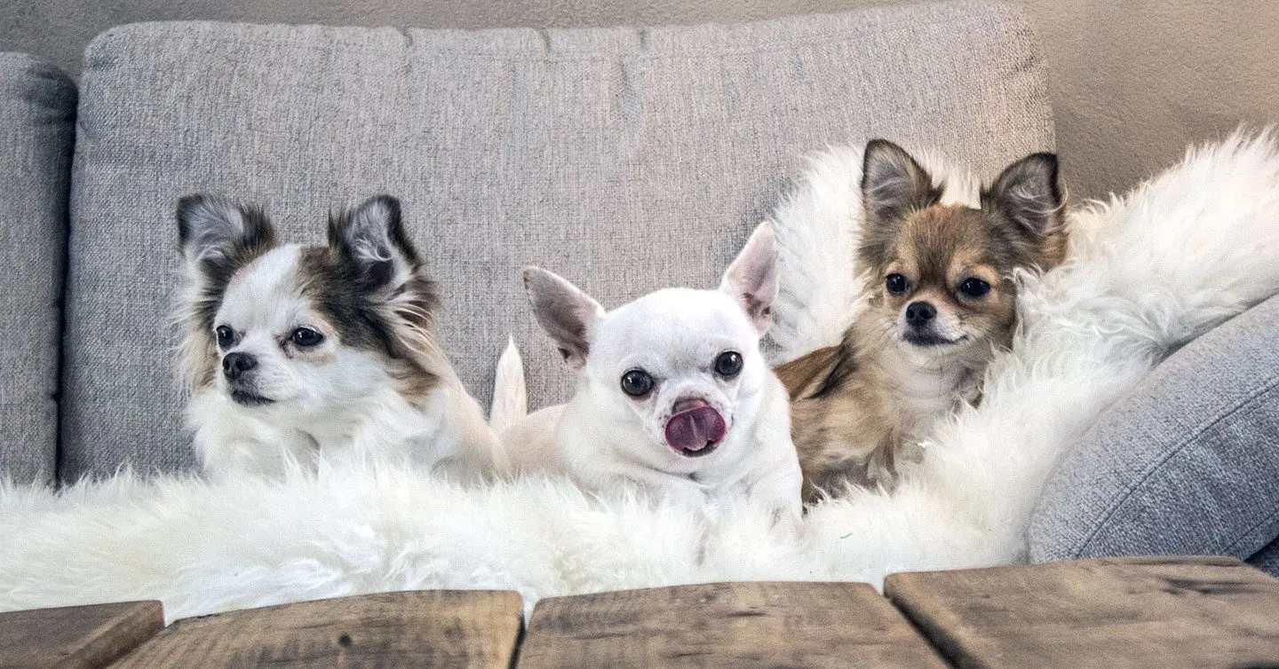 three chihuahuas sitting together on a couch and blanket