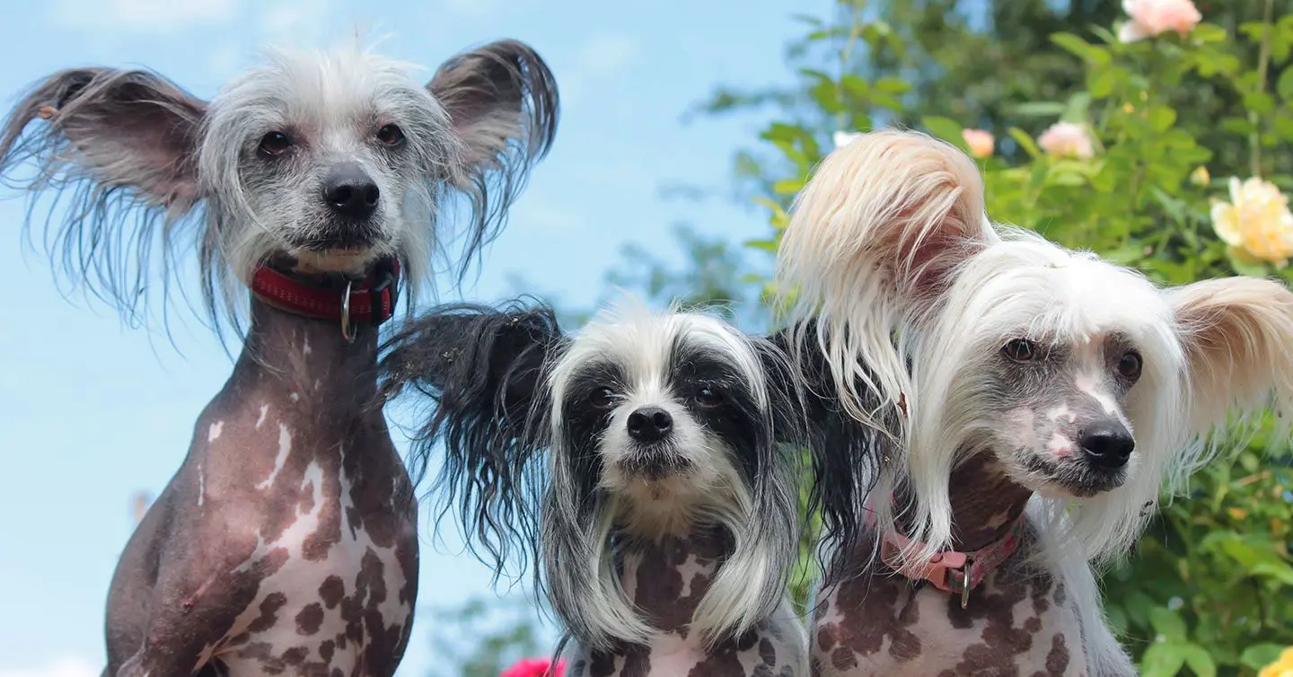 three chinese crested small dogs posing outside