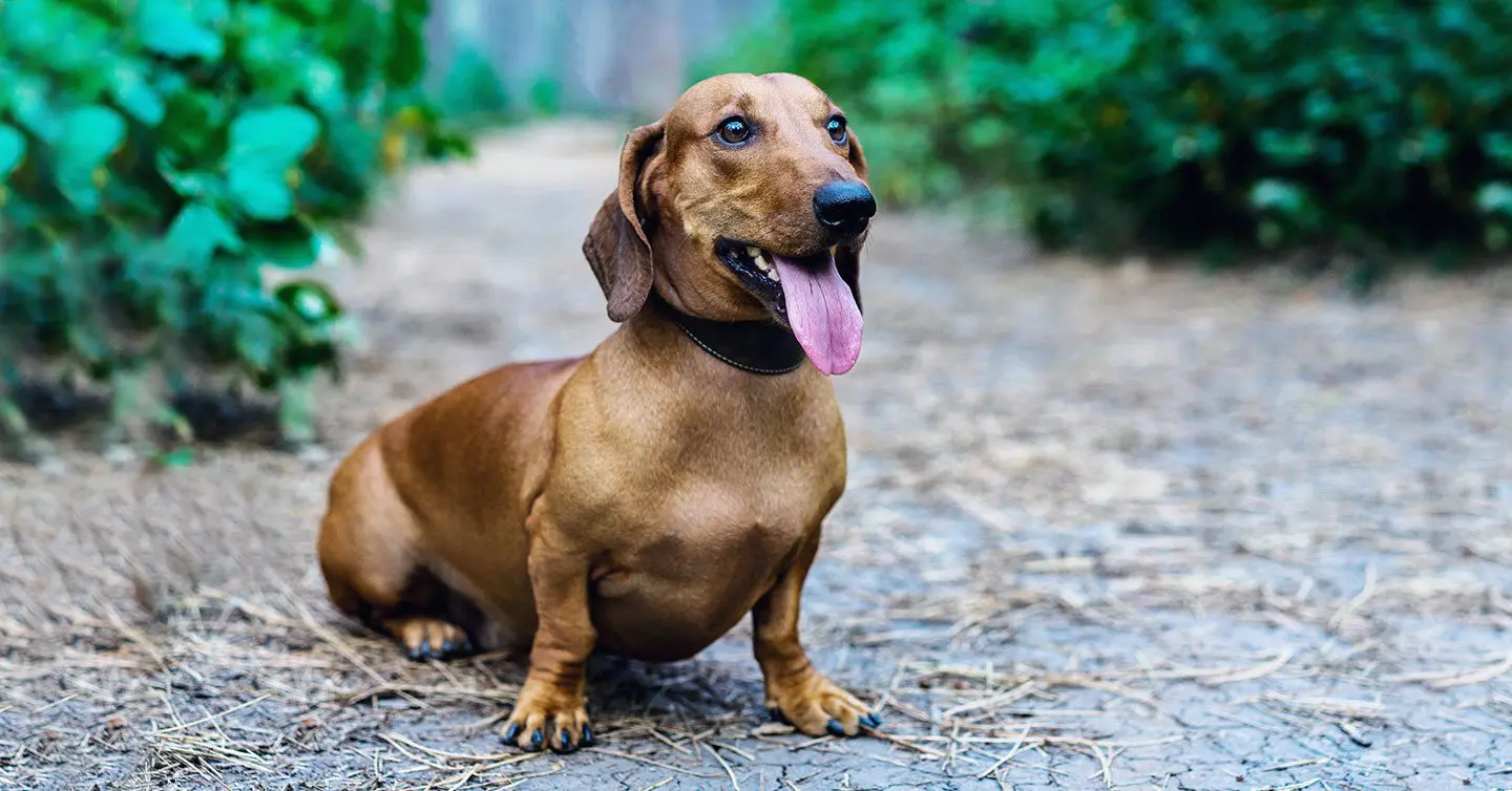 dachshund sitting outside with long tongue sticking out