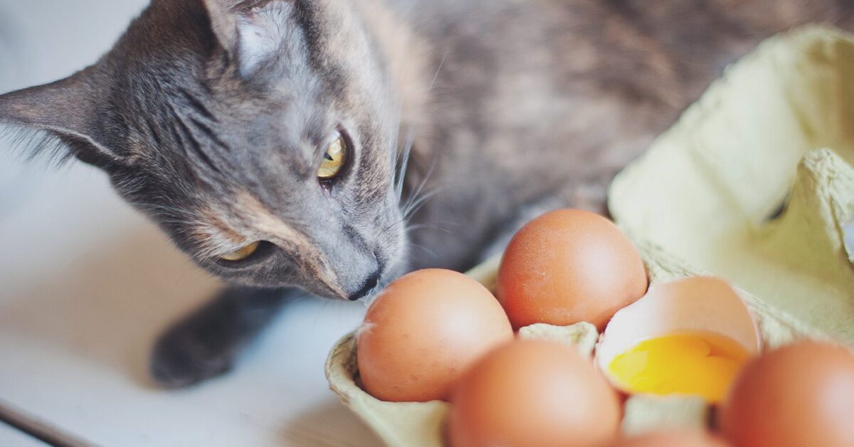 Can Cats Eat Eggs? Nutritional Superfood Guide — Pumpkin®