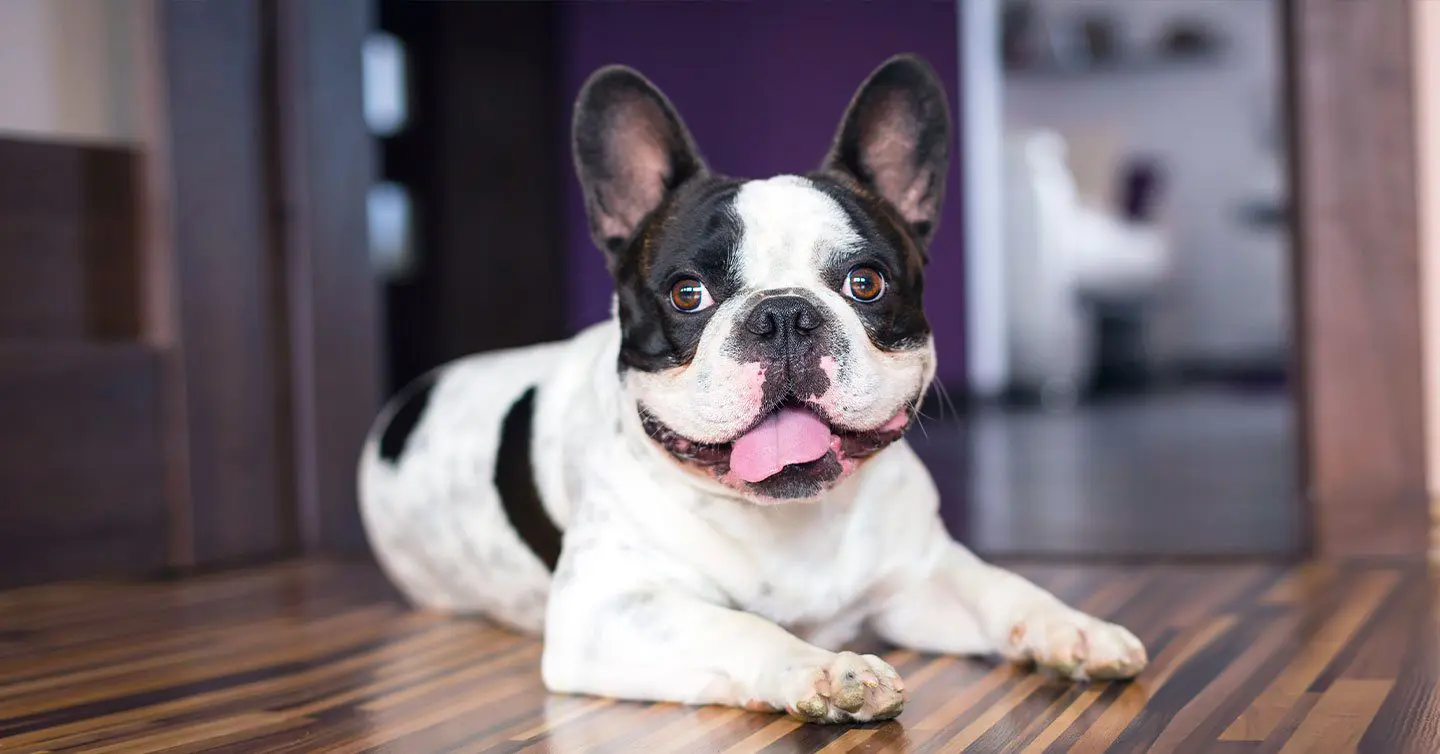 smiling french bulldog resting on hardwood floor with its tongue out