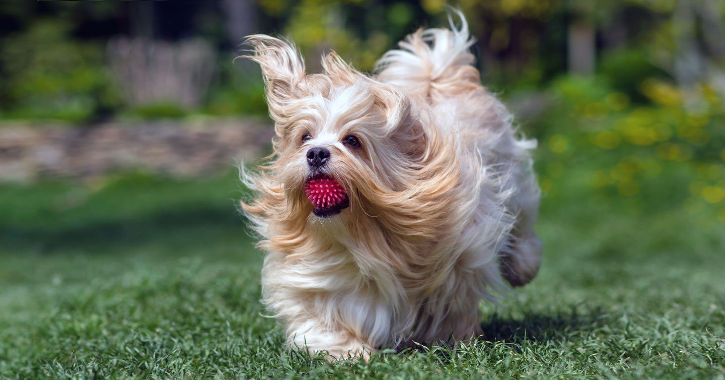 havanese dog running with ball in its mouth and long hair flying in wind