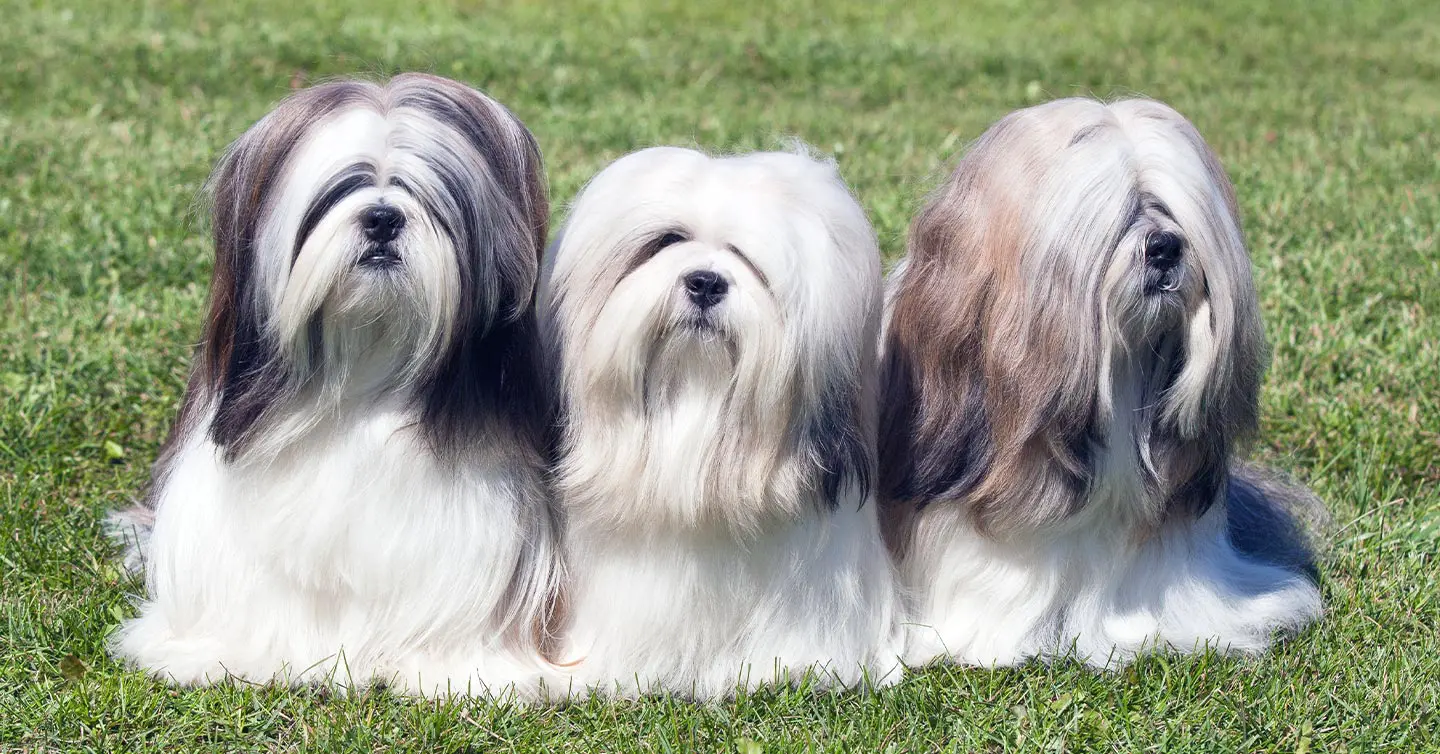 three lhasa apsos dogs sit outside with long coats covering their eyes