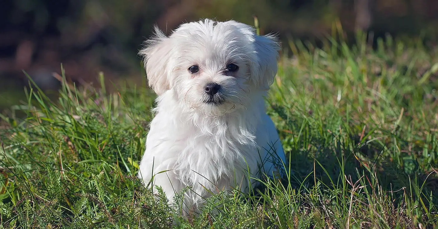 tiny maltese dog sitting in tall grass