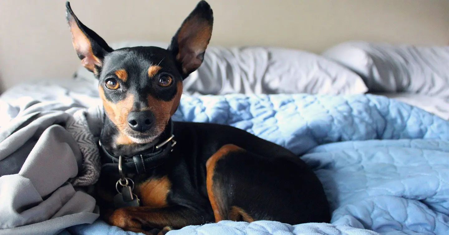 miniature pinscher curled up in a ball on a bed and blanket