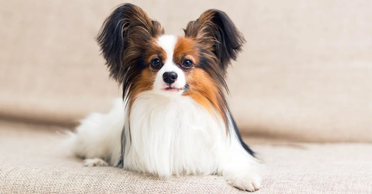 cute papillon dog with long hair on a couch