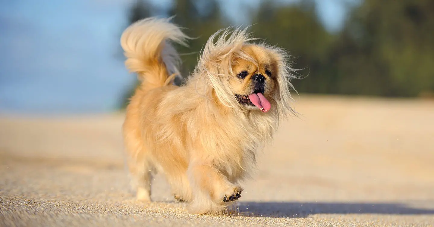 happy pekingese dog walking on sand with long flowing hair and tongue sticking out