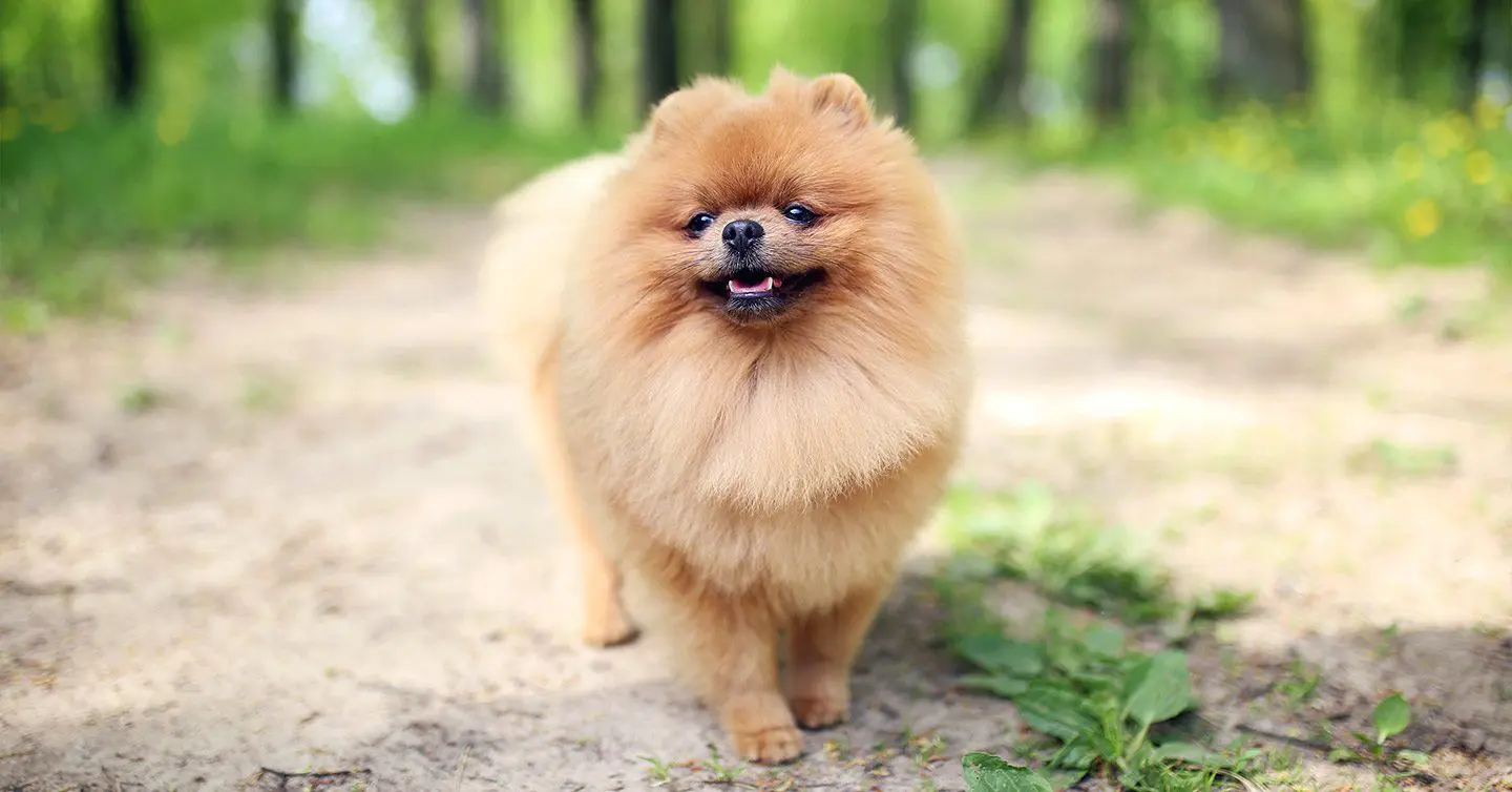 a happy and well-groomed pomeranian dog on outdoor hiking path