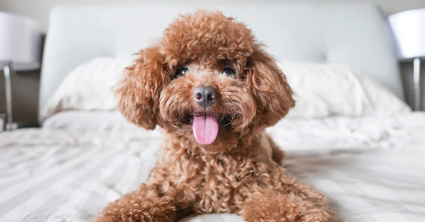 A smiling miniature poodle with chestnut hair and tongue sticking out