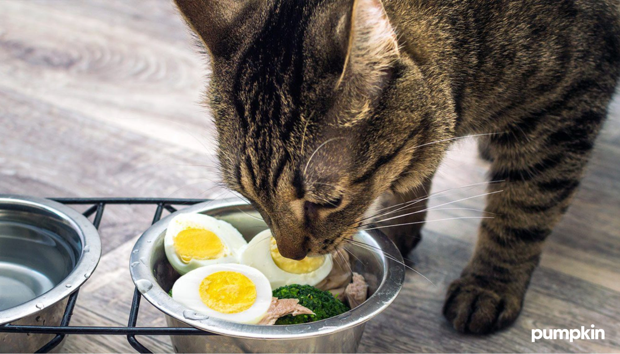 A cat eating boiled eggs from a bowl