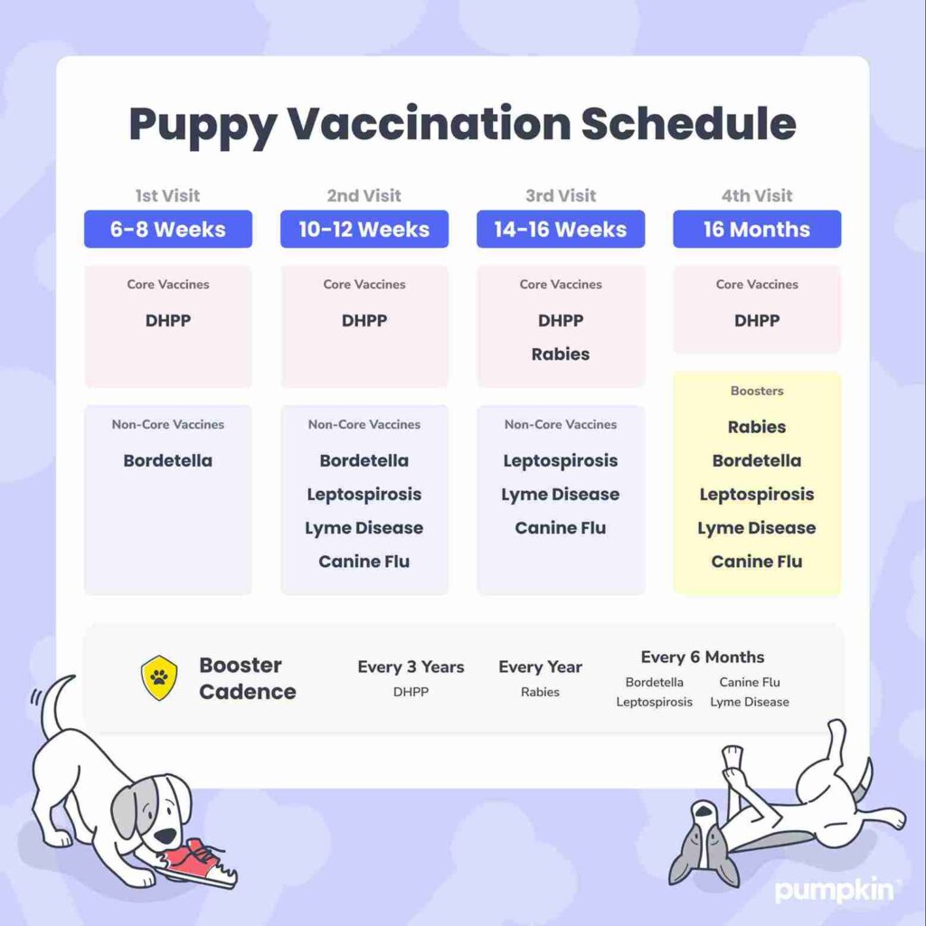 Puppy vaccination schedule