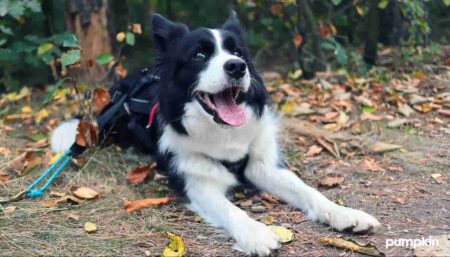 Dog surrounded by woodland area