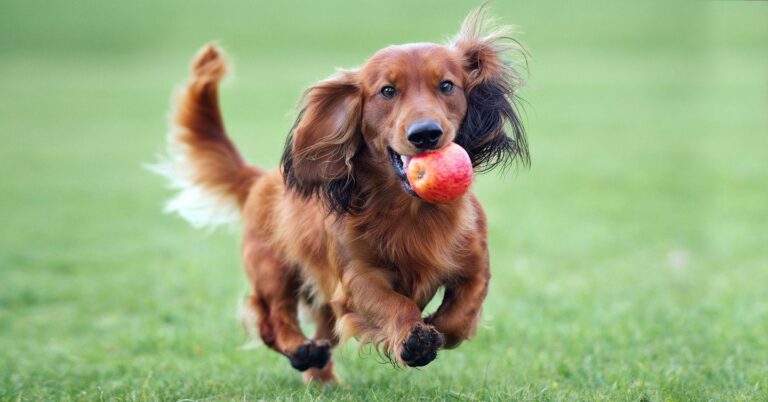 Dog running with an apple in its mouth