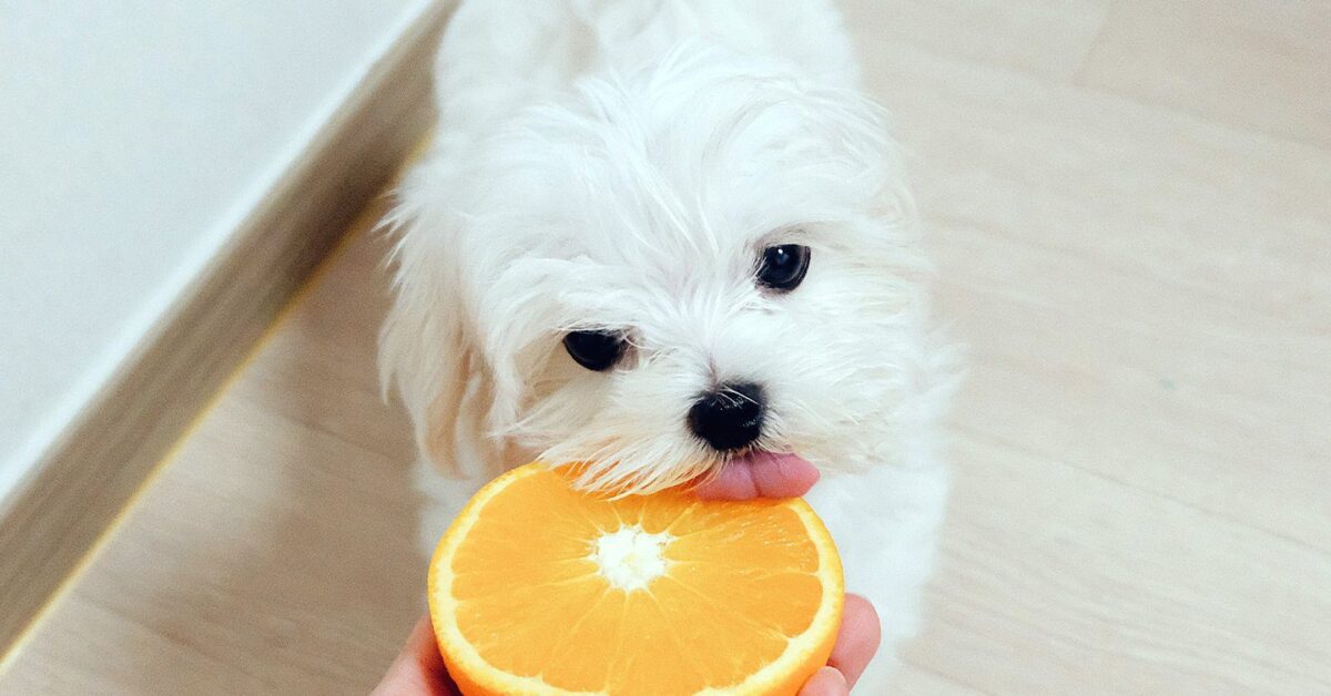 are orange seeds bad for dogs