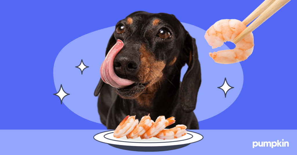 Dog licking its lips with plate of shrimp