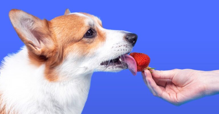 corgi taking a bite of a strawberry