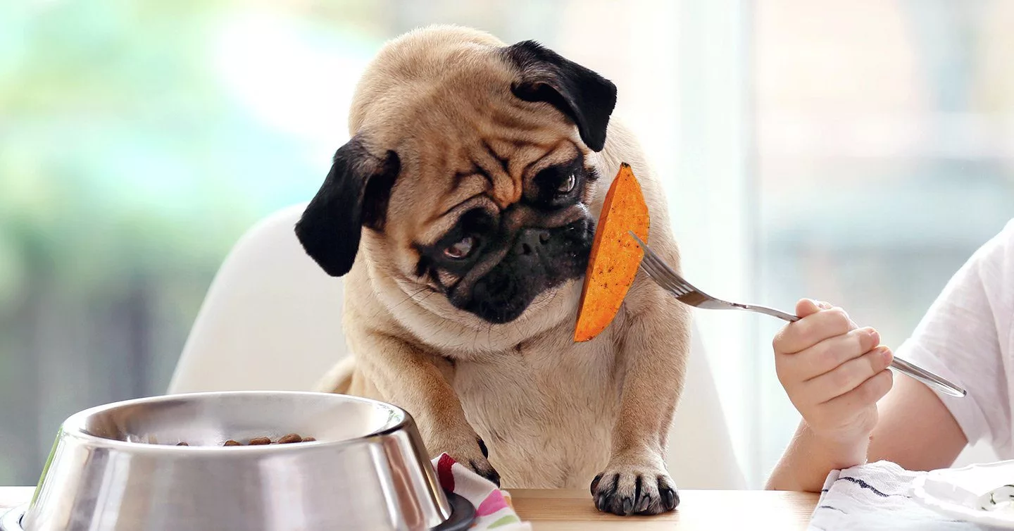 Foods Pugs Can and Can't Eat? The Ultimate Food Guide for Dogs