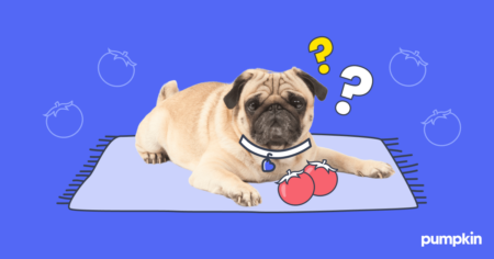 Pug lying with tomatoes on a carpet