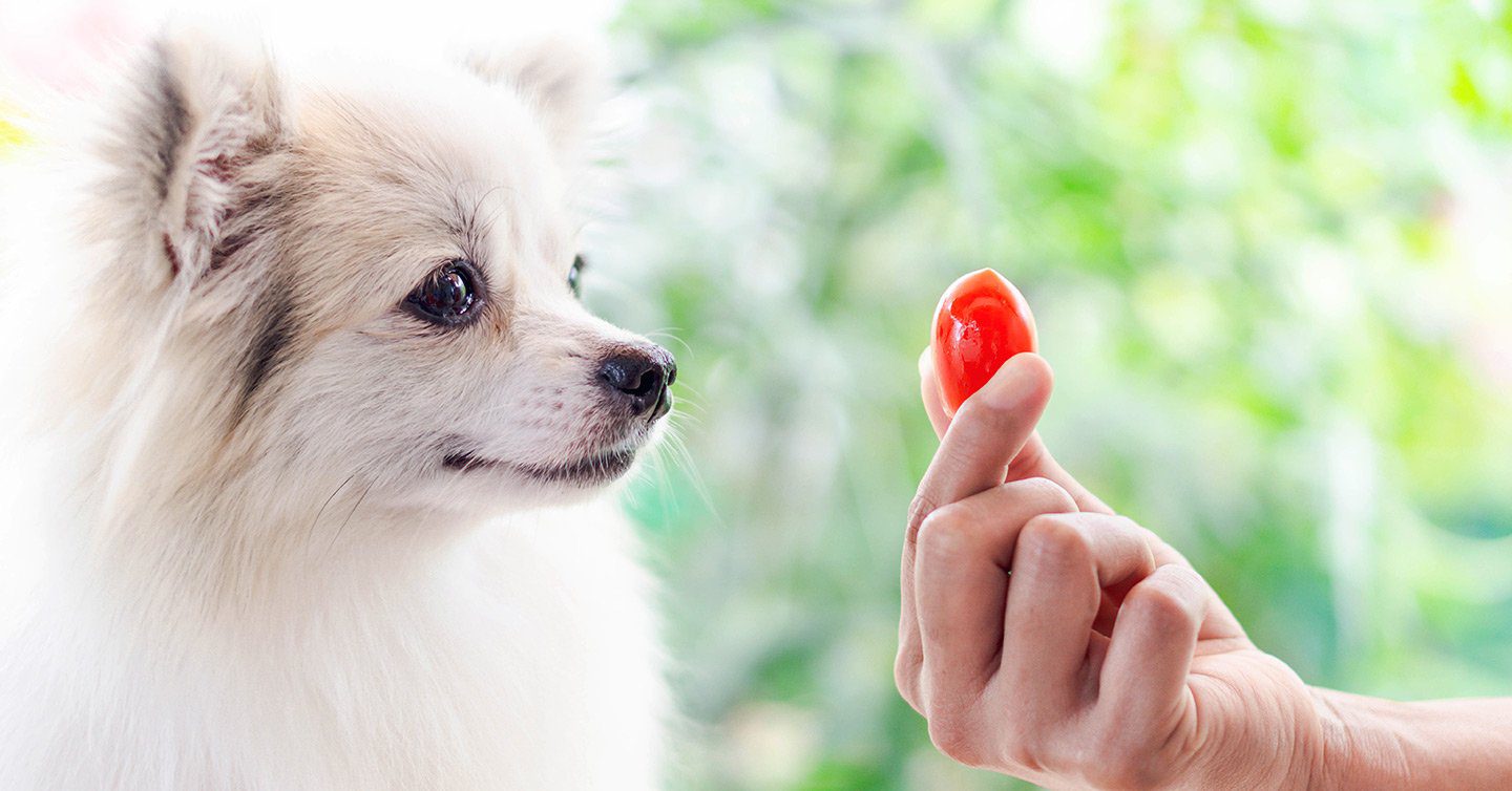 Are dogs store allergic to tomatoes