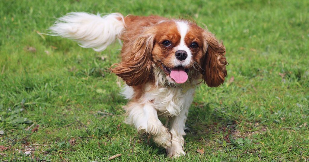 sweet natured dogs