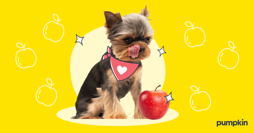 adorable puppy licking its nose before eating an apple