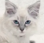 Ragdoll Cat  Breed History, Personality, and Care - Pumpkin®