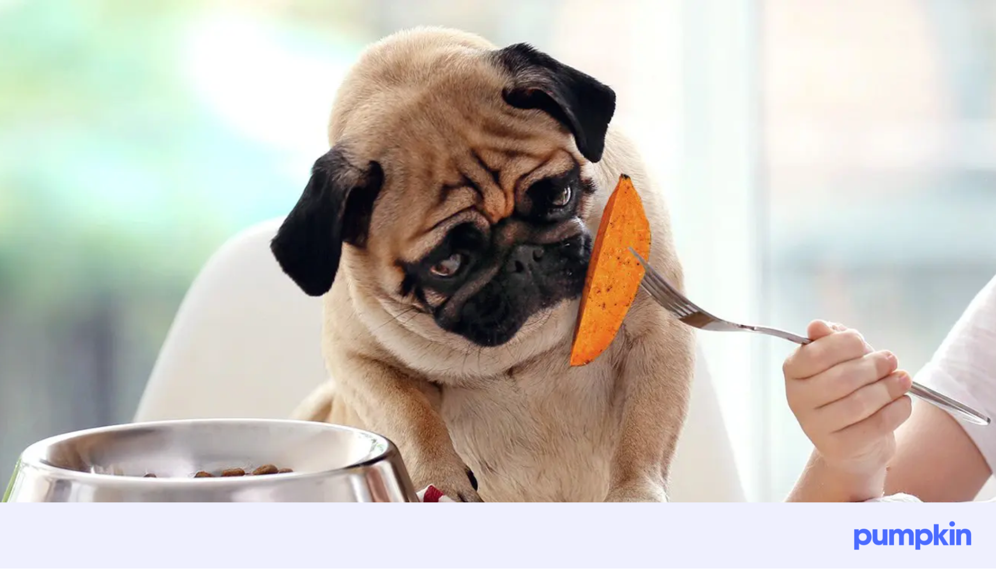 A cute pug sniffing a sweet potato on a fork