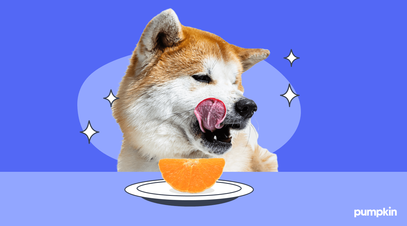 A dog licking its lips ready to eat a slice of orange