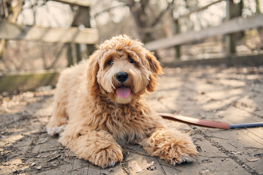 goldendoodle sitting on ground in park