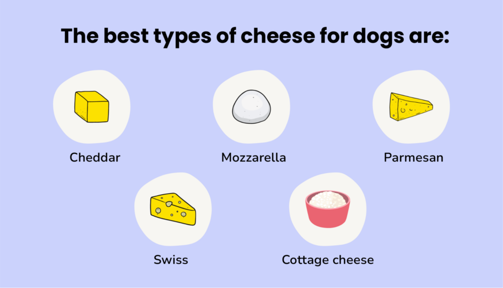 infographic of best types of cheese for dogs