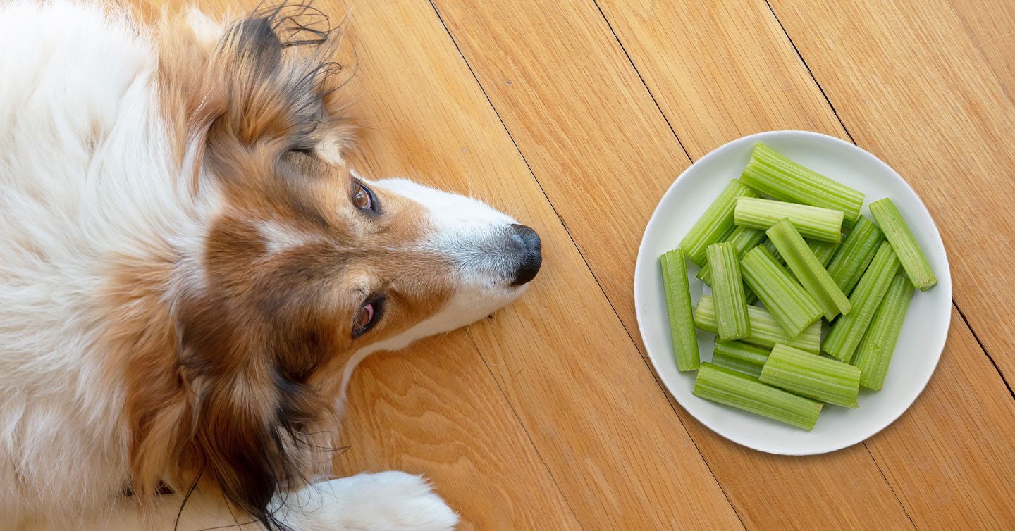 can dogs eat raw carrots and celery