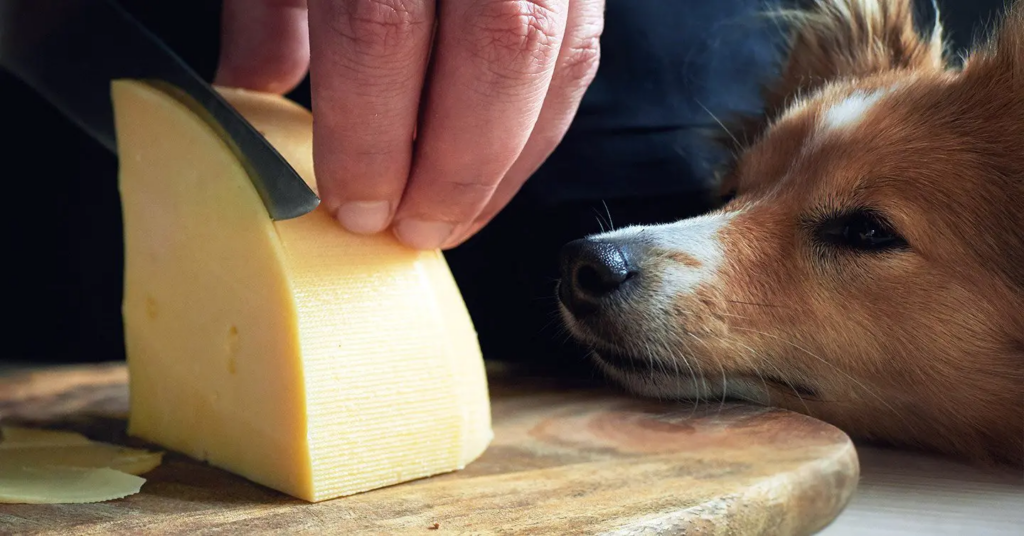 Dog watching cheese being cut