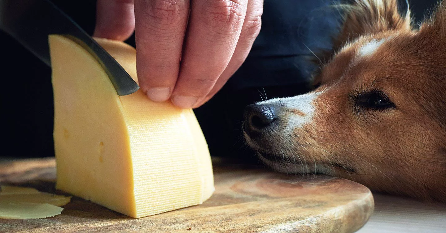 Can dogs eat cheddar cheese sale