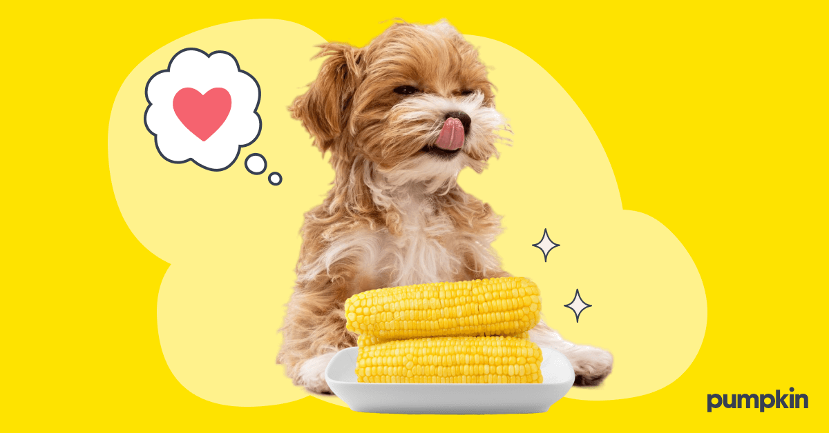 Can dogs eat cooked corn best sale