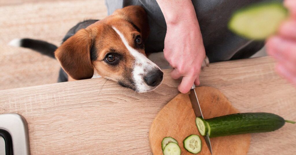 beagle watching a man slice a cucumber