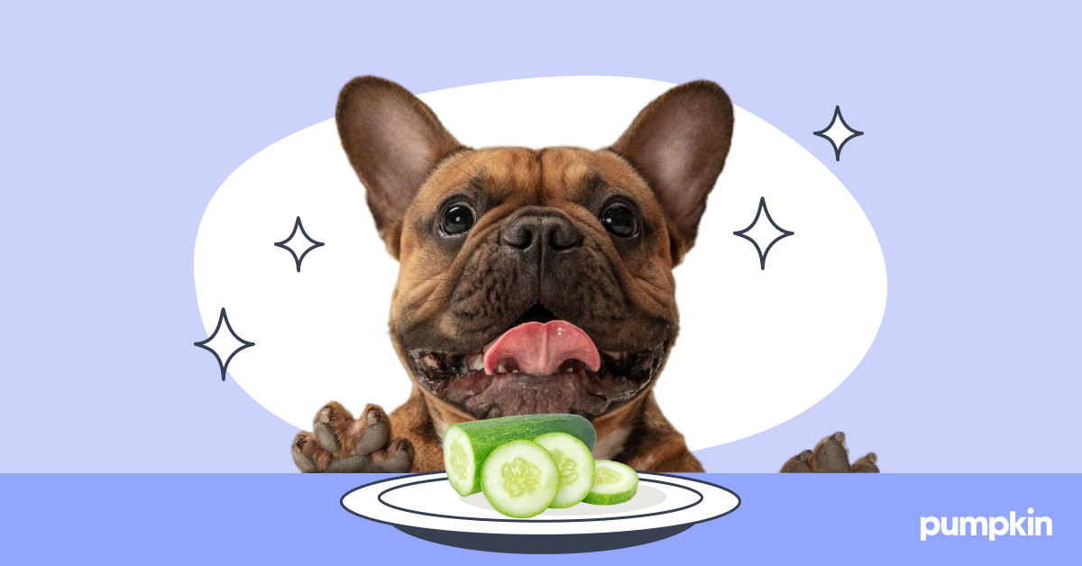 Cucumber bad for dogs best sale