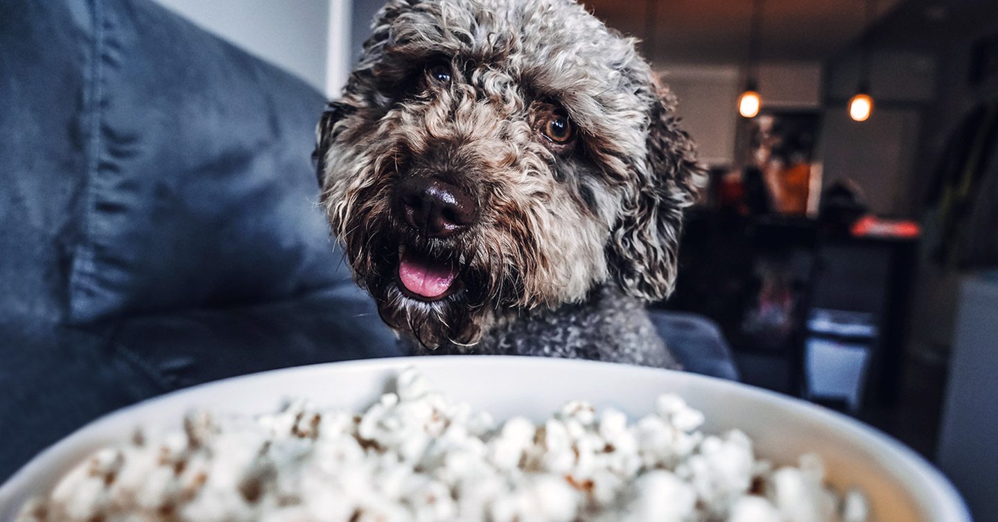 can u feed my dog popcorn