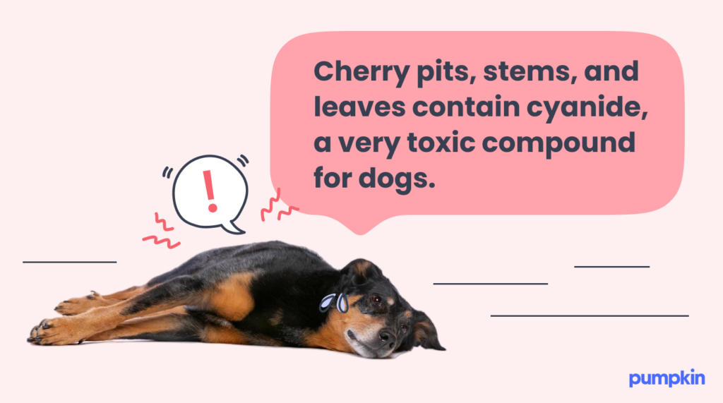 A dog lying on its side looking ill with text that says: 'Cherry pits, stems, and leaves contain cyanide, a very toxic compound for dogs.'