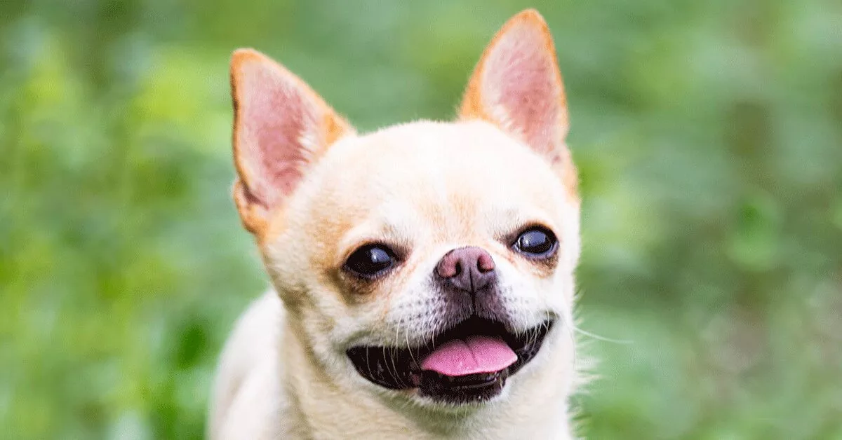 The Best Toys for Chihuahuas: Small Dogs with BIG Personalities