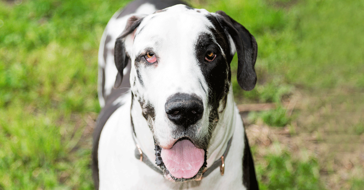 great dane white