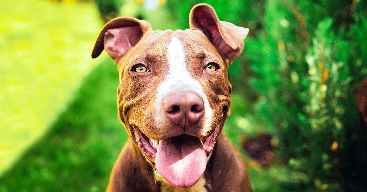 8 Pit Bull Breeds That Will Steal Your Heart - arizona